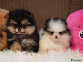 Pomeranian dogs Tiny pups are ready for new homes - Advert 2