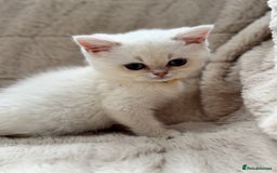 British Shorthair cats for sale: Champion sired Golden Colourpoint Kittens  - Image 5