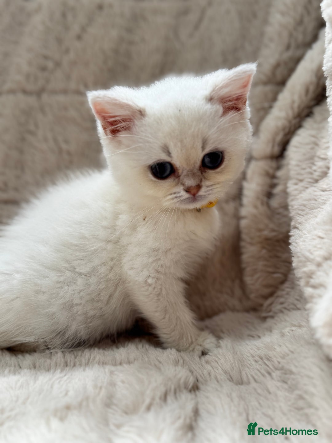 British Shorthair cats for sale: Champion sired Golden Colourpoint Kittens  - Image 5