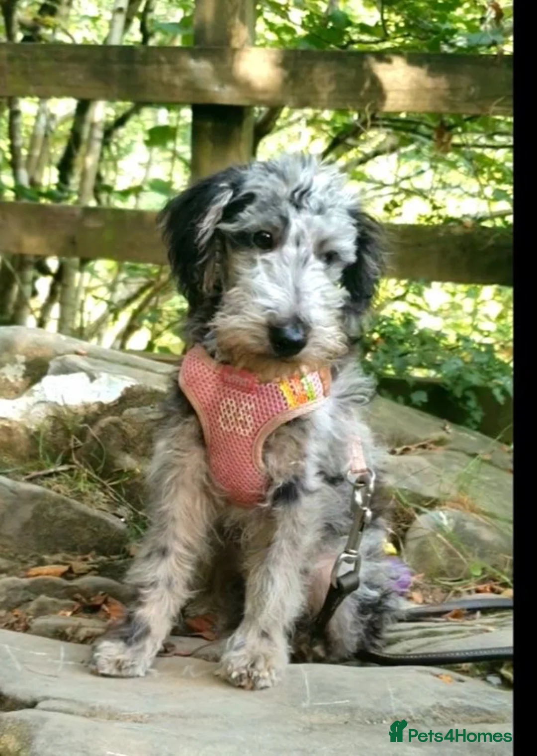 Mixed Breed dogs for sale: Foodle Puppies  - Advert 2