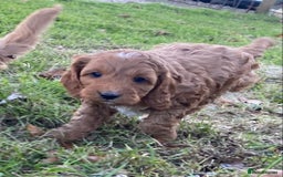 Cavapoo dogs for sale: Cavapoo pup F1b - Advert 1