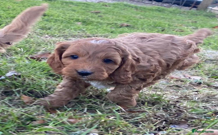 Cavapoo dogs Cavapoo pup F1b - Advert 1