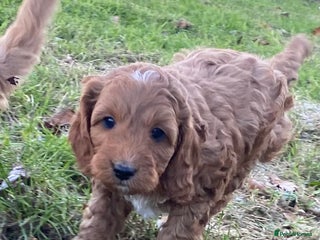 Cavapoo dogs Cavapoo pup F1b - Advert 1