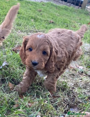Cavapoo dogs Cavapoo pup F1b - Advert 1