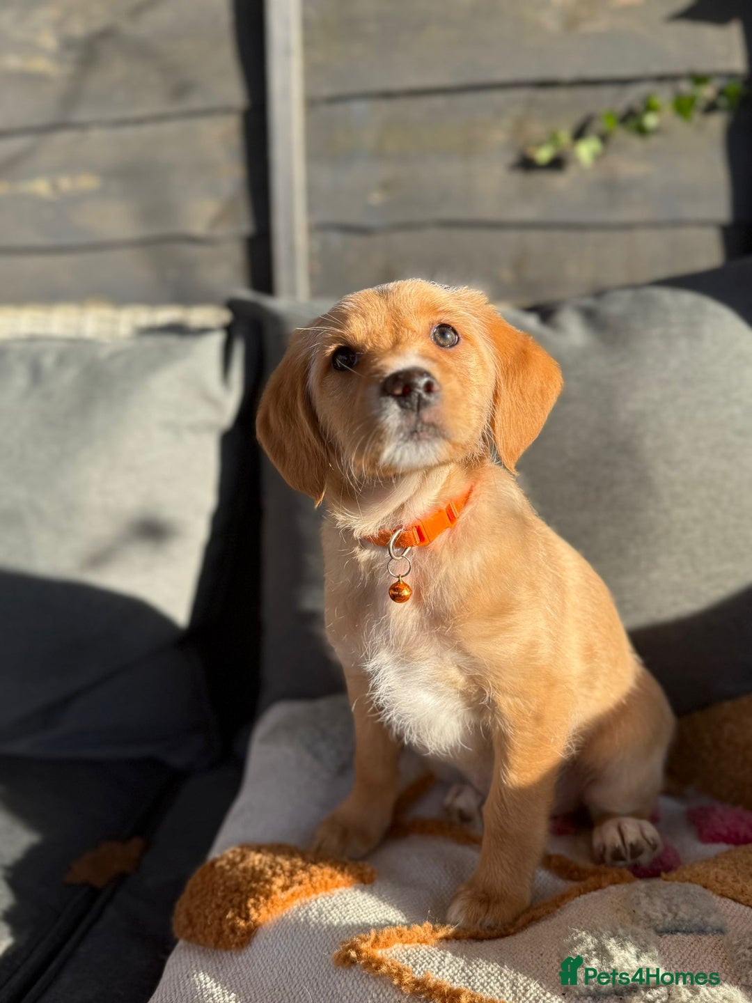 Australian Labradoodle dogs for sale: Australian Labradoodle Puppies F1b - Advert 6