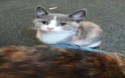 Mixed Breed cats for sale: 2 beautiful female lovely kittens and playfull - Image 21