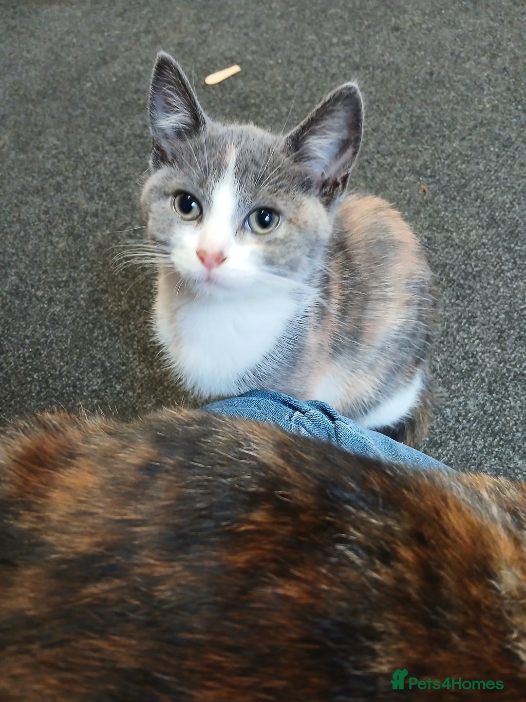 Mixed Breed cats for sale: 2 beautiful female lovely kittens and playfull - Image 21