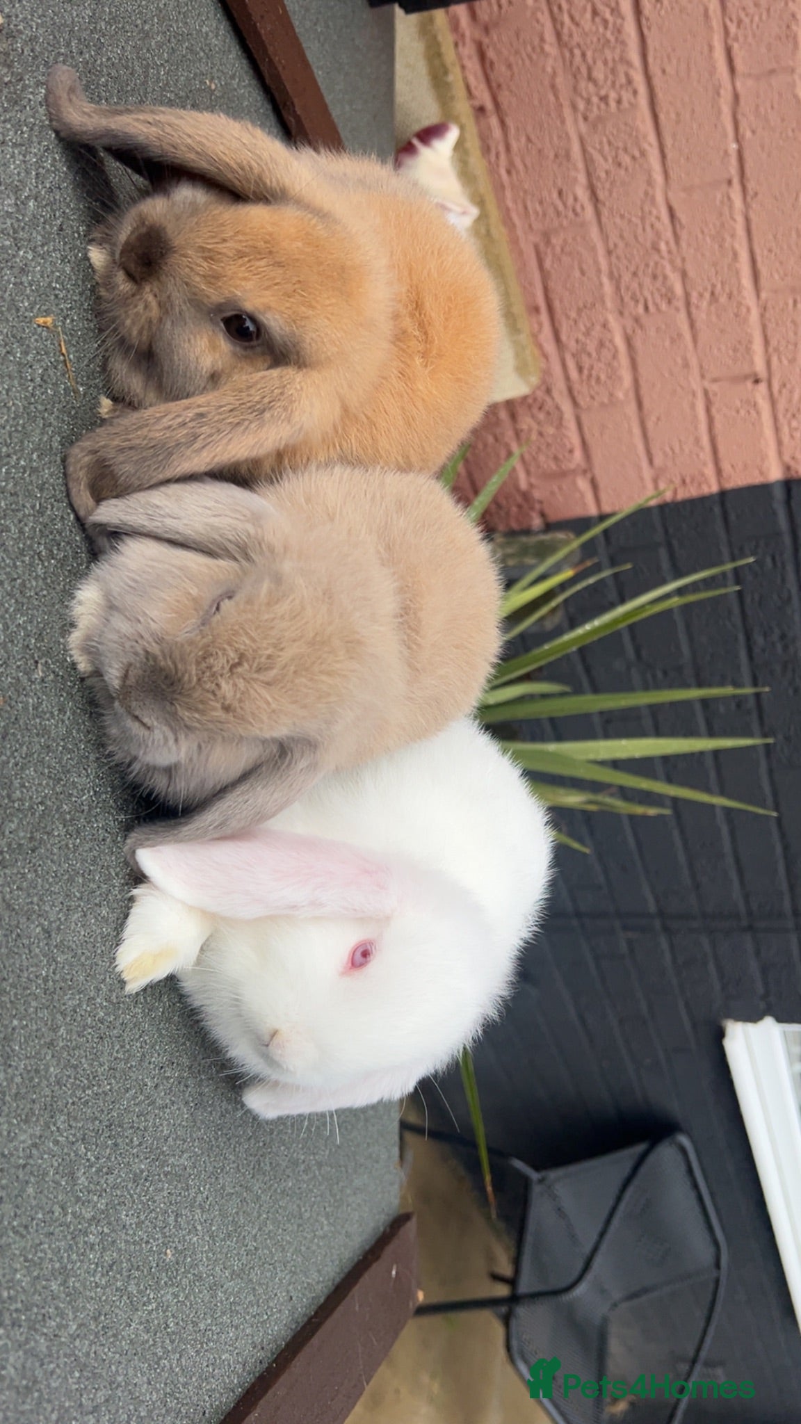 Dwarf Lop rabbits Dwarf lop  - Advert 9