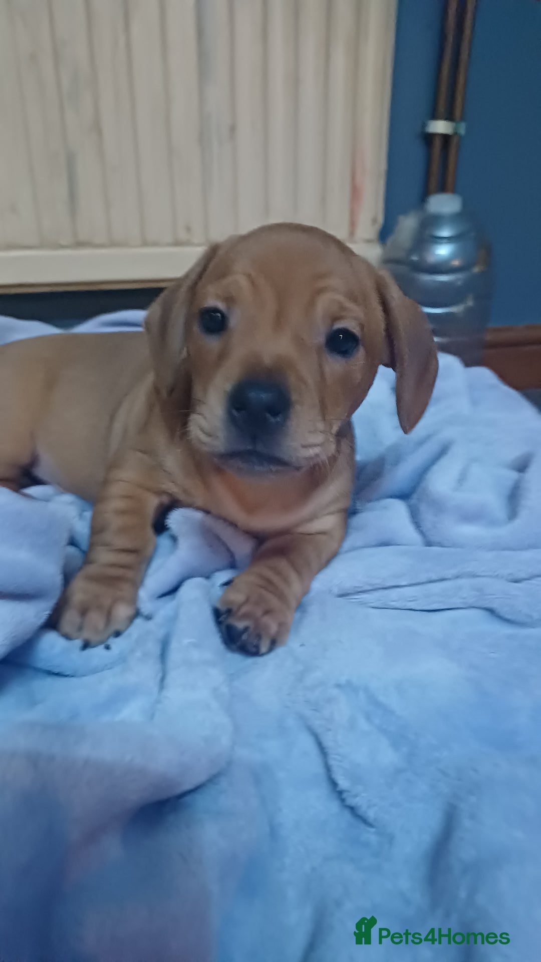 Mixed Breed dogs for sale: Miniature dachshund cross french bulldog - Advert 5