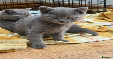 British Shorthair cats - Advert 8
