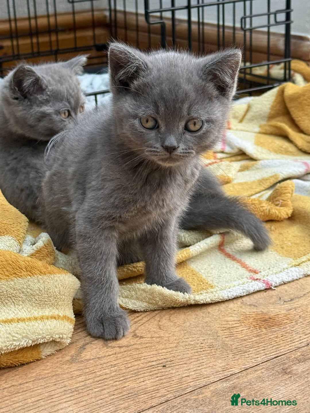 British Shorthair cats for sale: British Shorthair Full Blue Male - Image 3