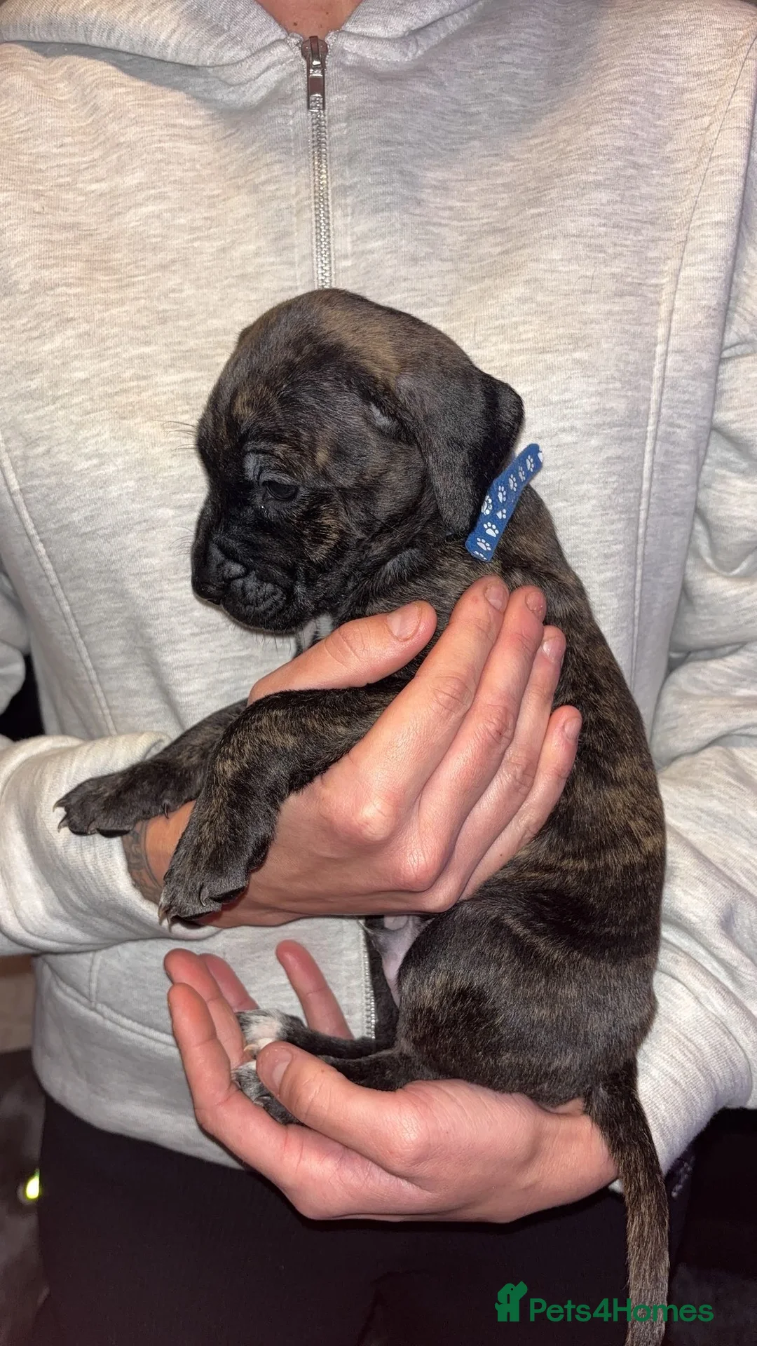Mixed Breed dogs for sale: Stunning Cane Corso x Presa Canario Puppies  - Advert 18