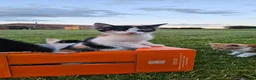 Mixed Breed cats for sale: Ready to leave - 6 Gorgeous Kittens - Advert 3