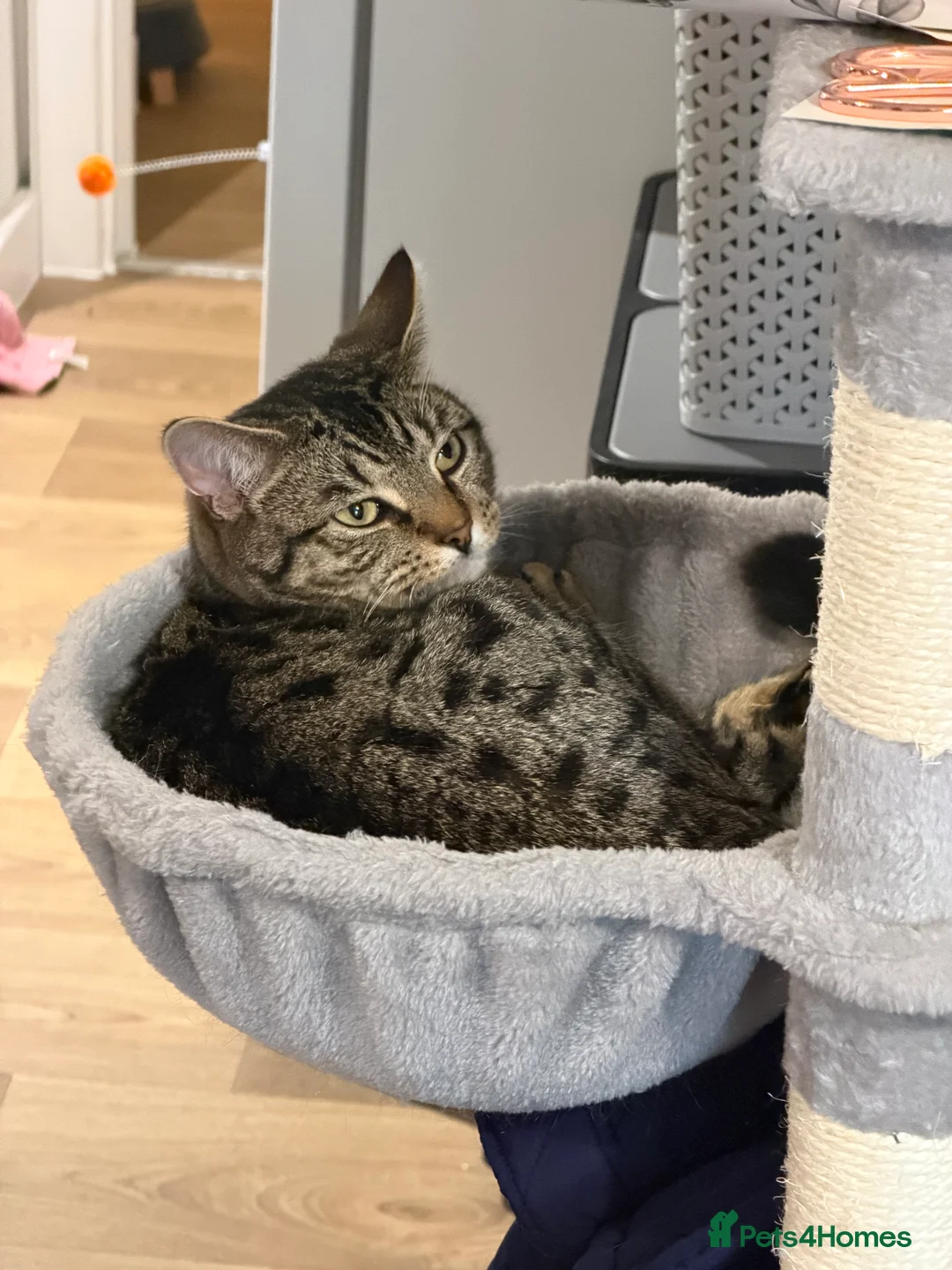 Mixed Breed cats for sale: Twin boys Ralph and Felix - Advert 5