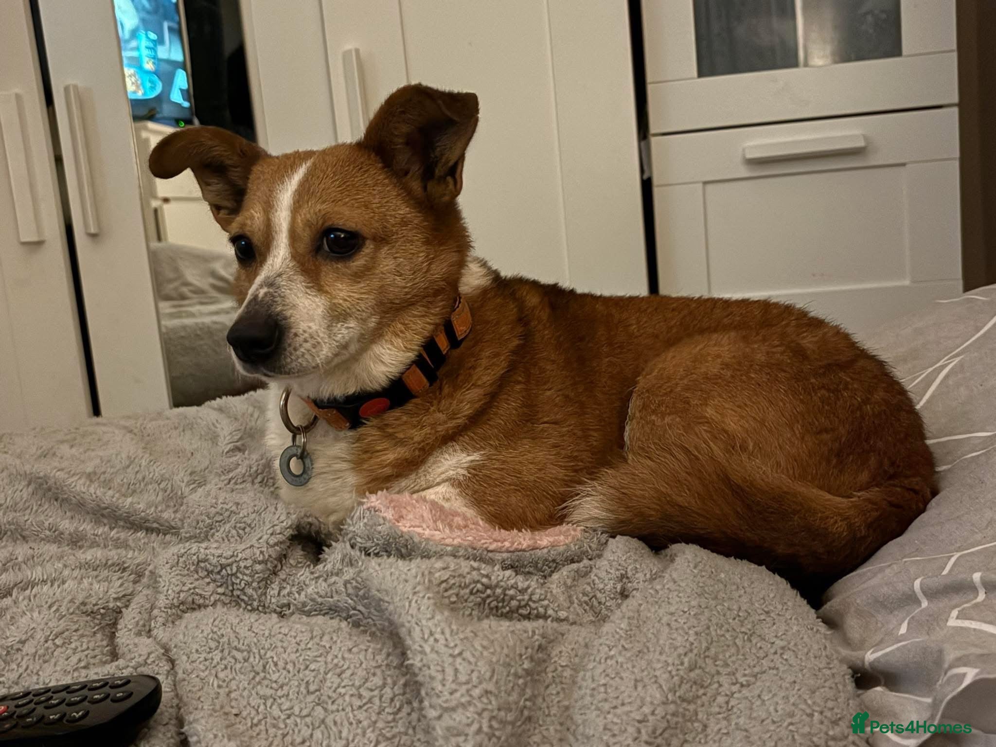 Mixed Breed dogs Polly - Norwich Norfolk  - Advert 1