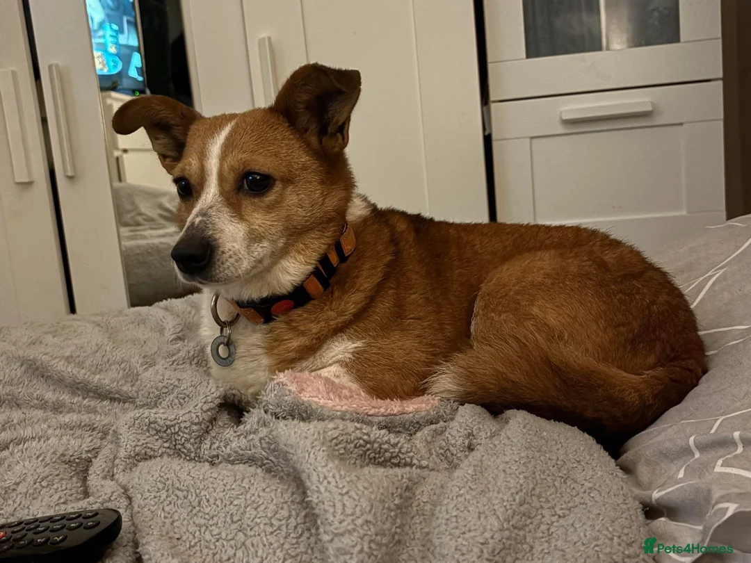 Mixed Breed dogs for adoption: Polly - Norwich Norfolk  - Advert 1