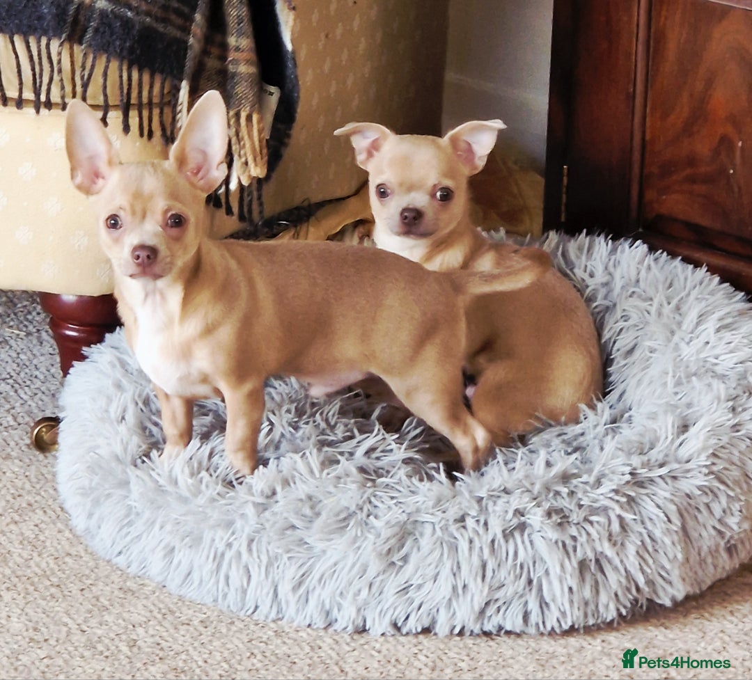 Chihuahua dogs for sale: Chihuhaha Puppies for sale - Advert 2