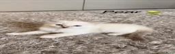 Siberian cats for sale: Beautiful Siberian Kittens – 3 Girls & 4 Boys 💙🩷 - Advert 20