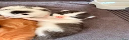 Mixed Breed cats for sale: Maine coon cross kittens  - Advert 21