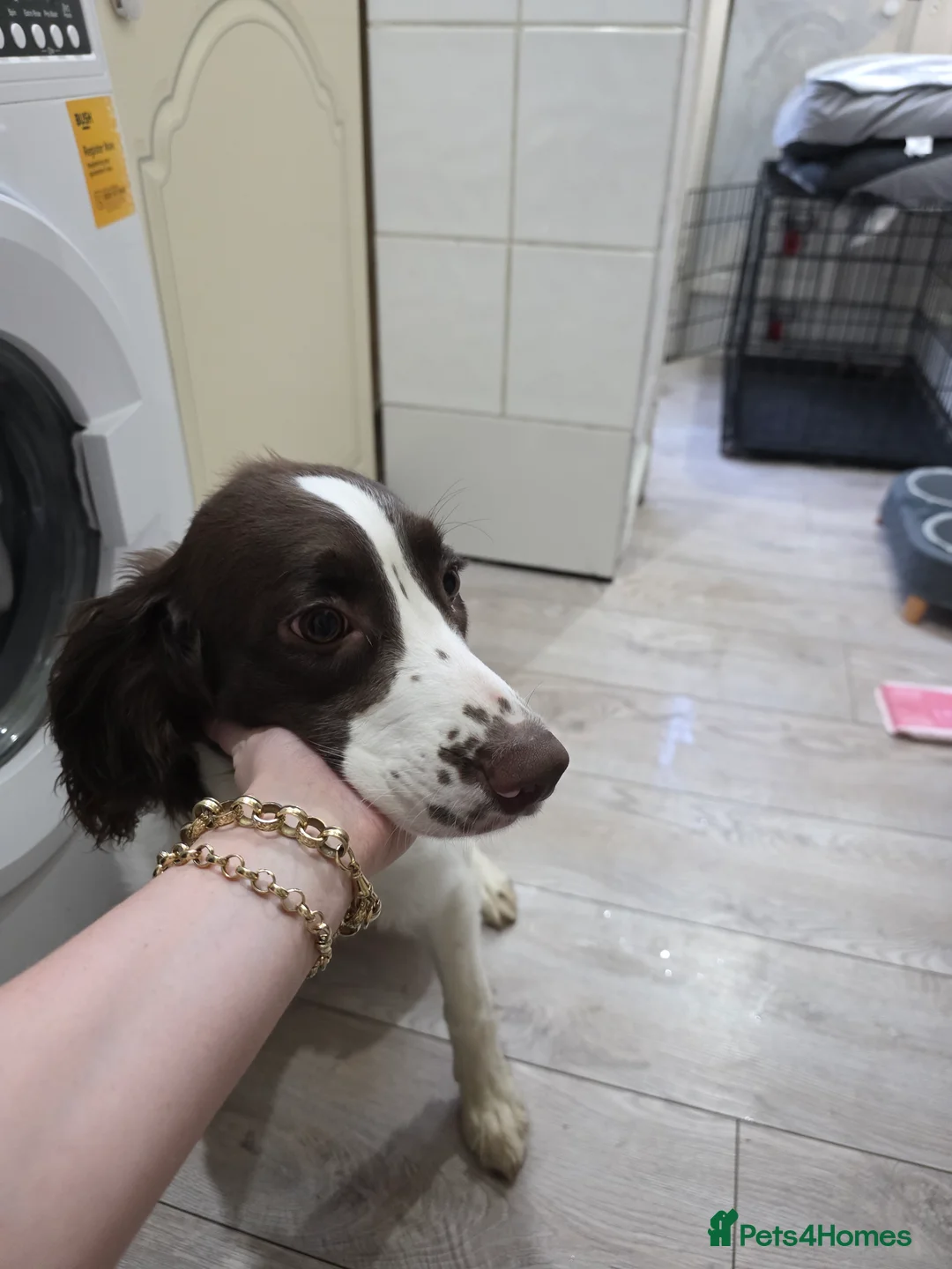 English Springer Spaniel dogs for sale: 6 Months Old Male Springer Spaniel - Advert 5