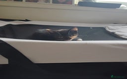 British Shorthair cats for sale: two kittens for sale - Image 6