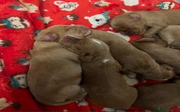 Cocker Spaniel dogs for sale: Cocker spaniel puppies  - Advert 12