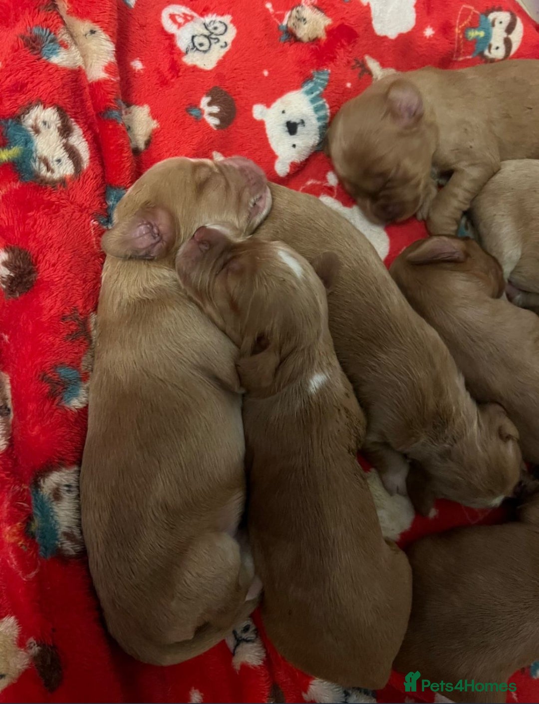 Cocker Spaniel dogs for sale: Cocker spaniel puppies  - Advert 12