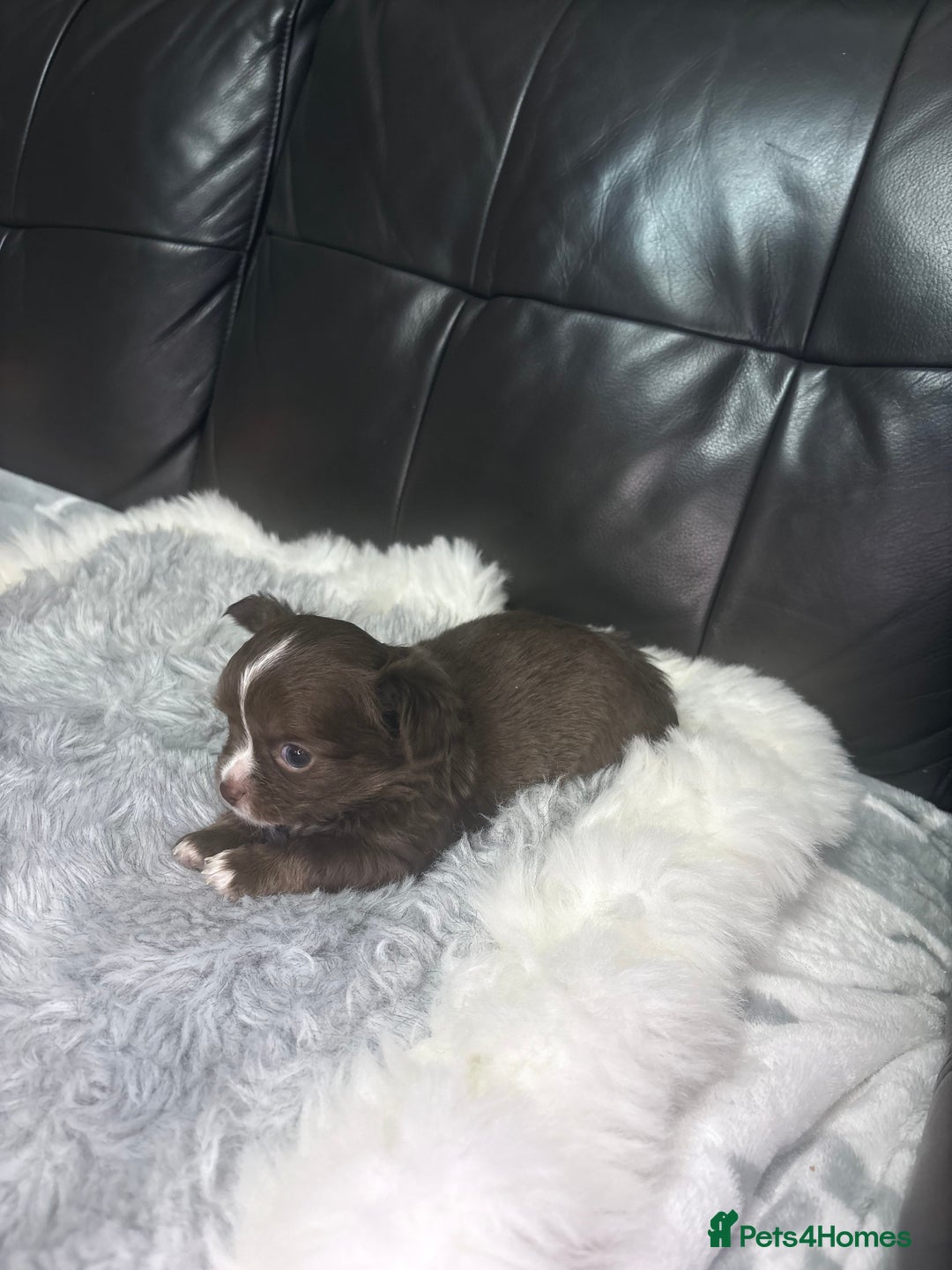 Chihuahua dogs for sale: Stunning tiny Chihuahua puppy’s male female  - Advert 22