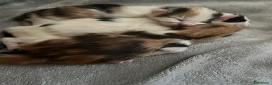 Mixed Breed 2