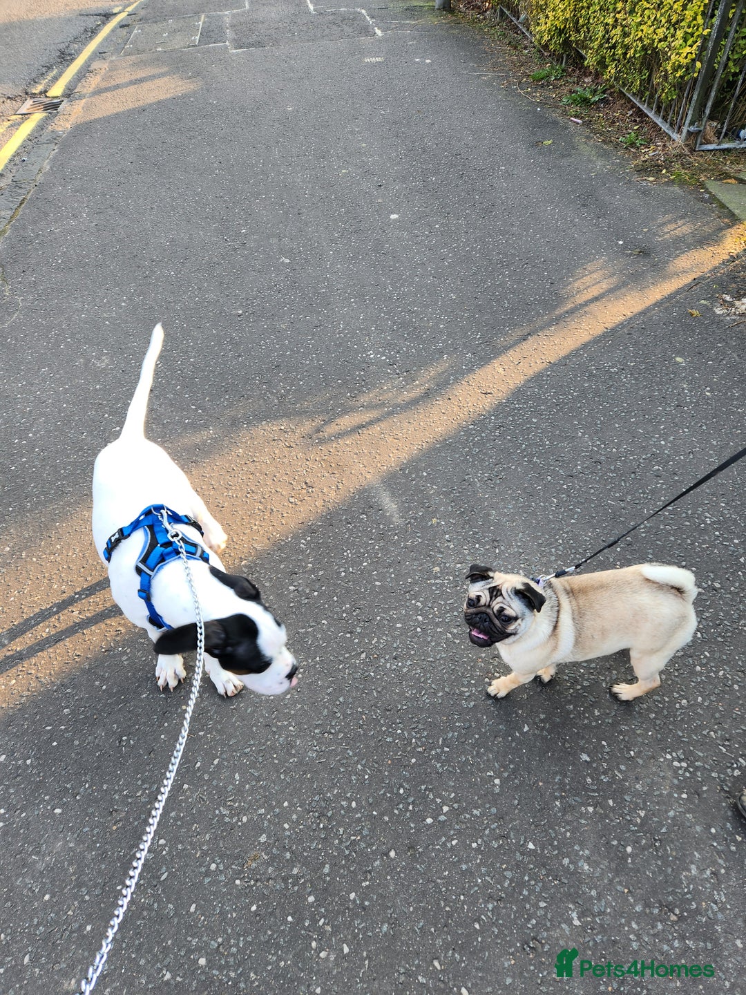 Pug dogs for sale: 1 year old Nala the pug - Advert 5