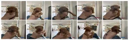 Hungarian Vizsla dogs for sale: 10 Gorgeous Hungarian Vizsla Puppies, KC REG. - Advert 4