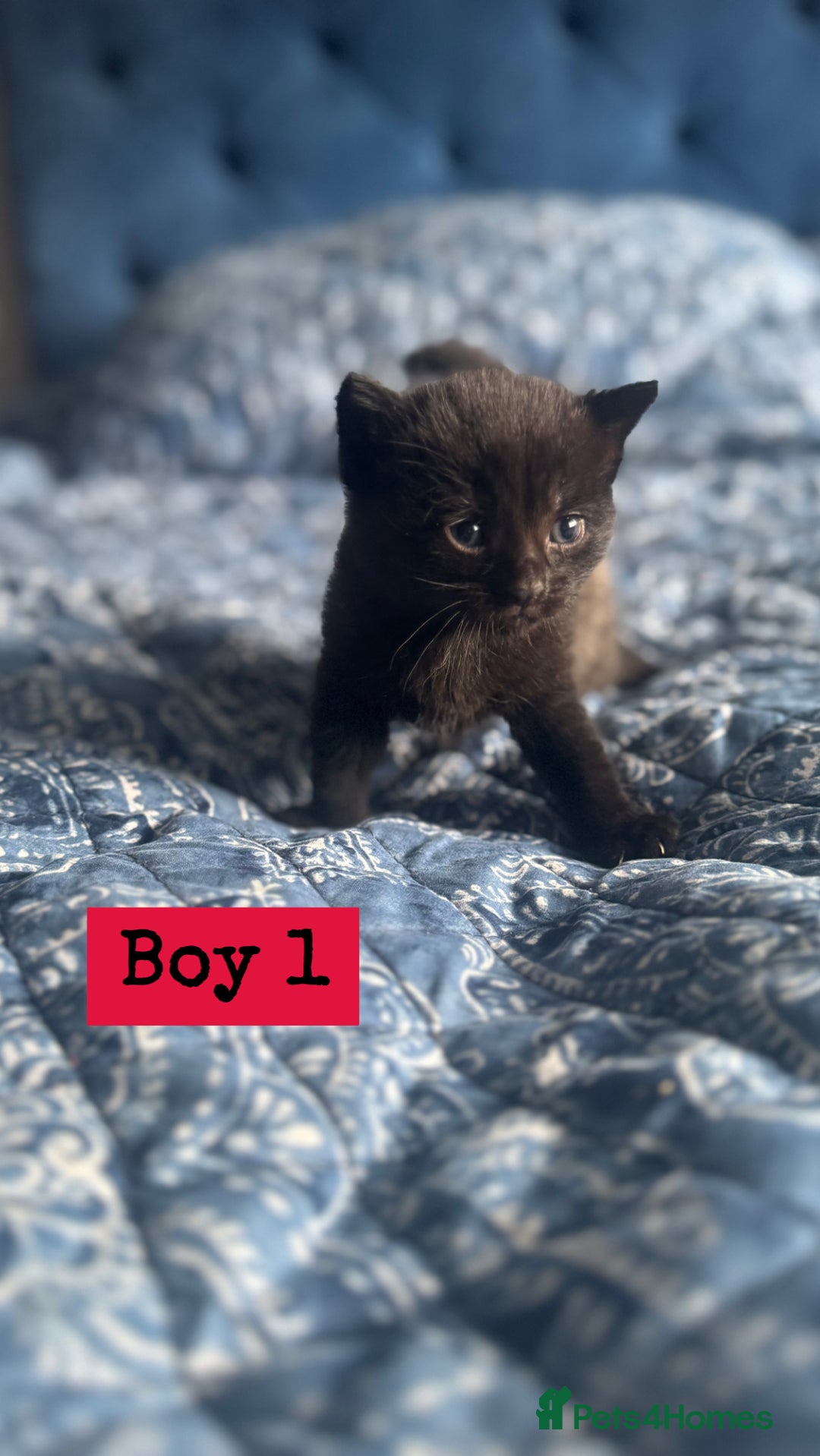 Mixed Breed cats for sale: 2 male kittens.  - Image 2