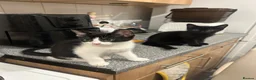 Mixed Breed cats for sale: 4 beautiful kittens for sale in Southampton - Advert 9