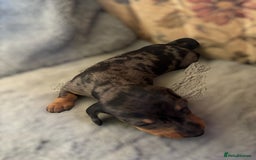 Miniature Dachshund dogs for sale: Lovely Mini Daschunds Looking For A Forever Sofa - Image 6