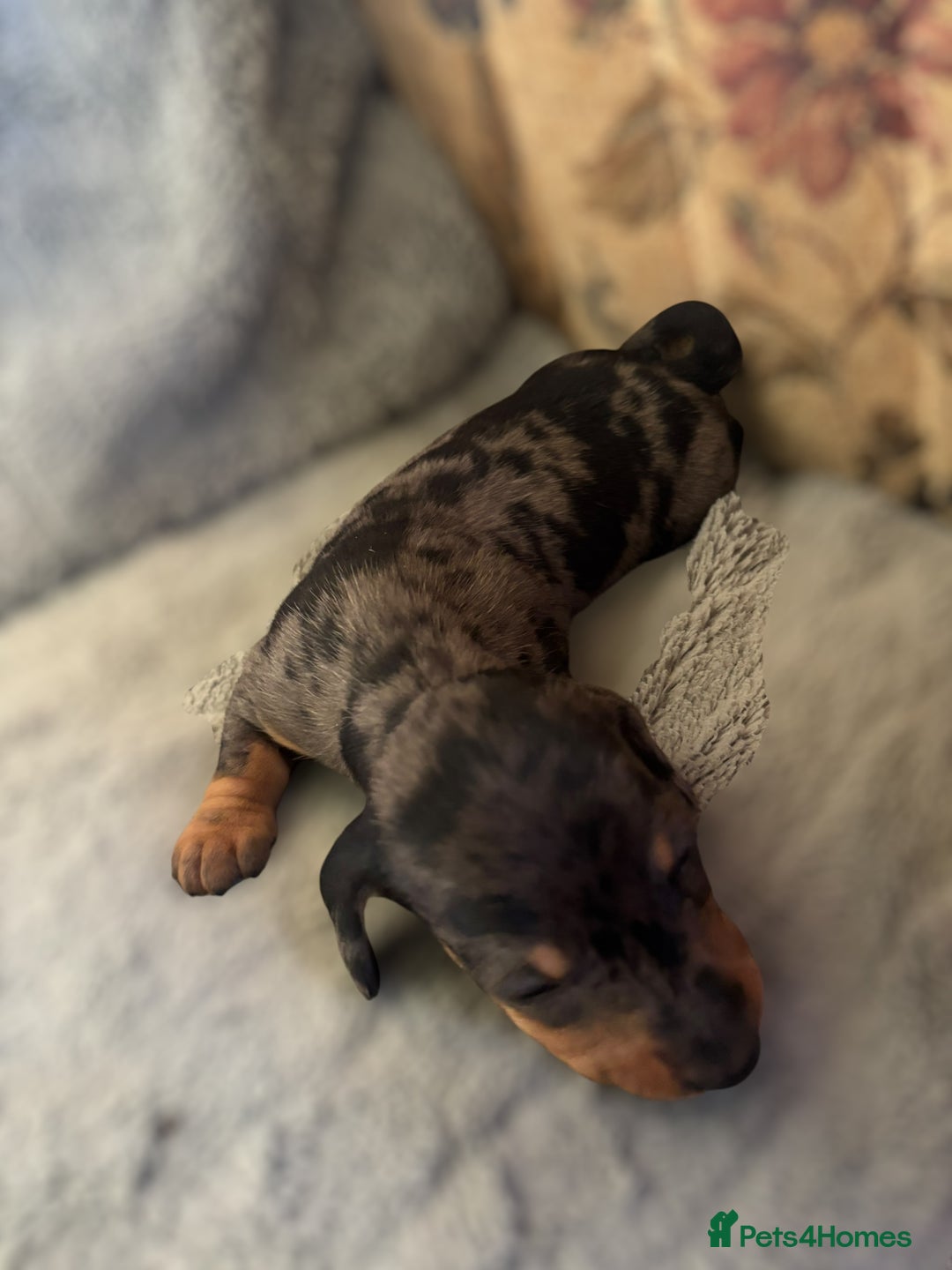 Miniature Dachshund dogs for sale: Lovely Mini Daschunds Looking For A Forever Sofa - Image 6