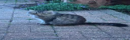 Mixed Breed cats for sale: Beautiful kittens  - Advert 7