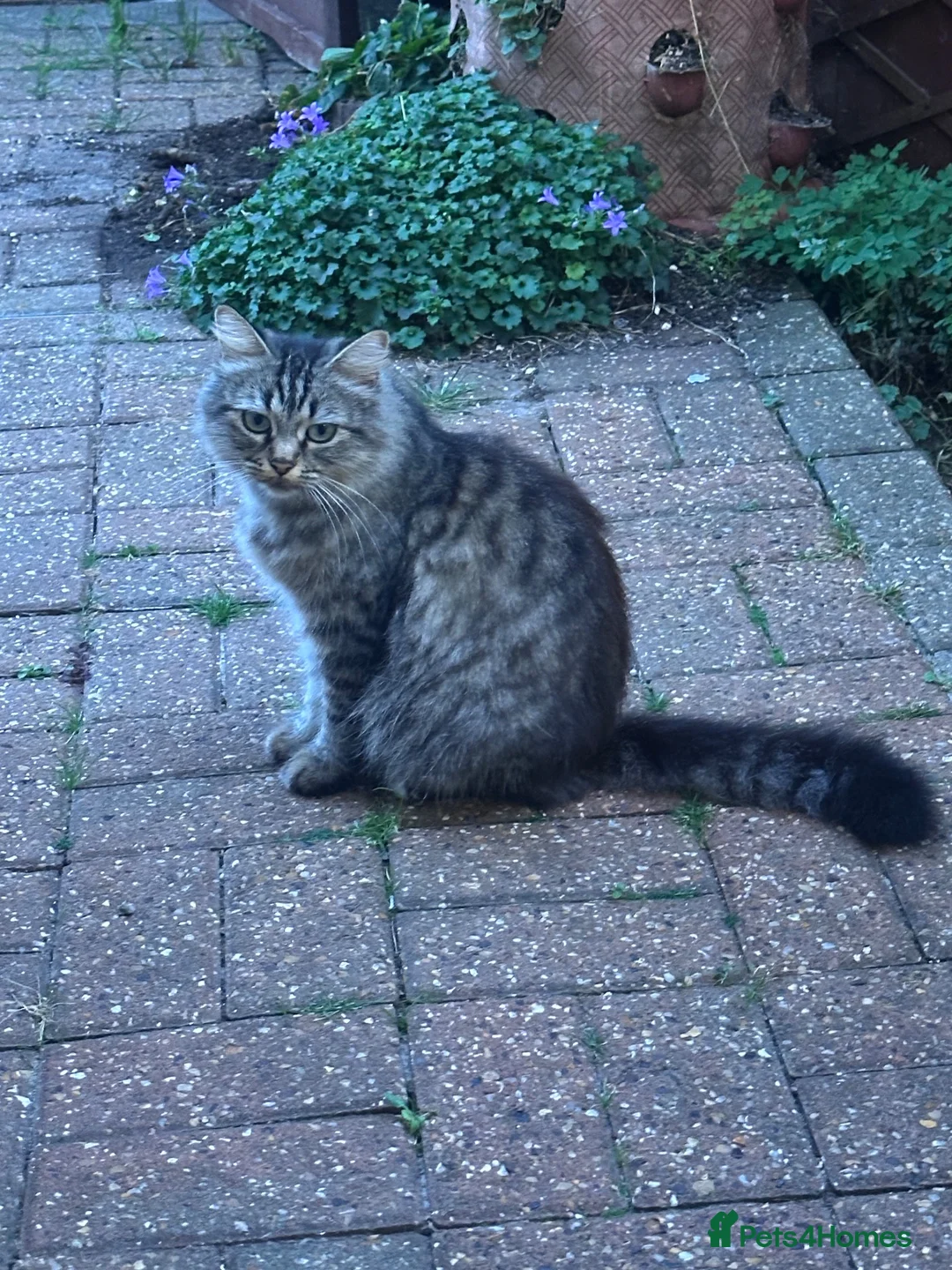Mixed Breed cats for sale: Beautiful kittens  - Advert 7