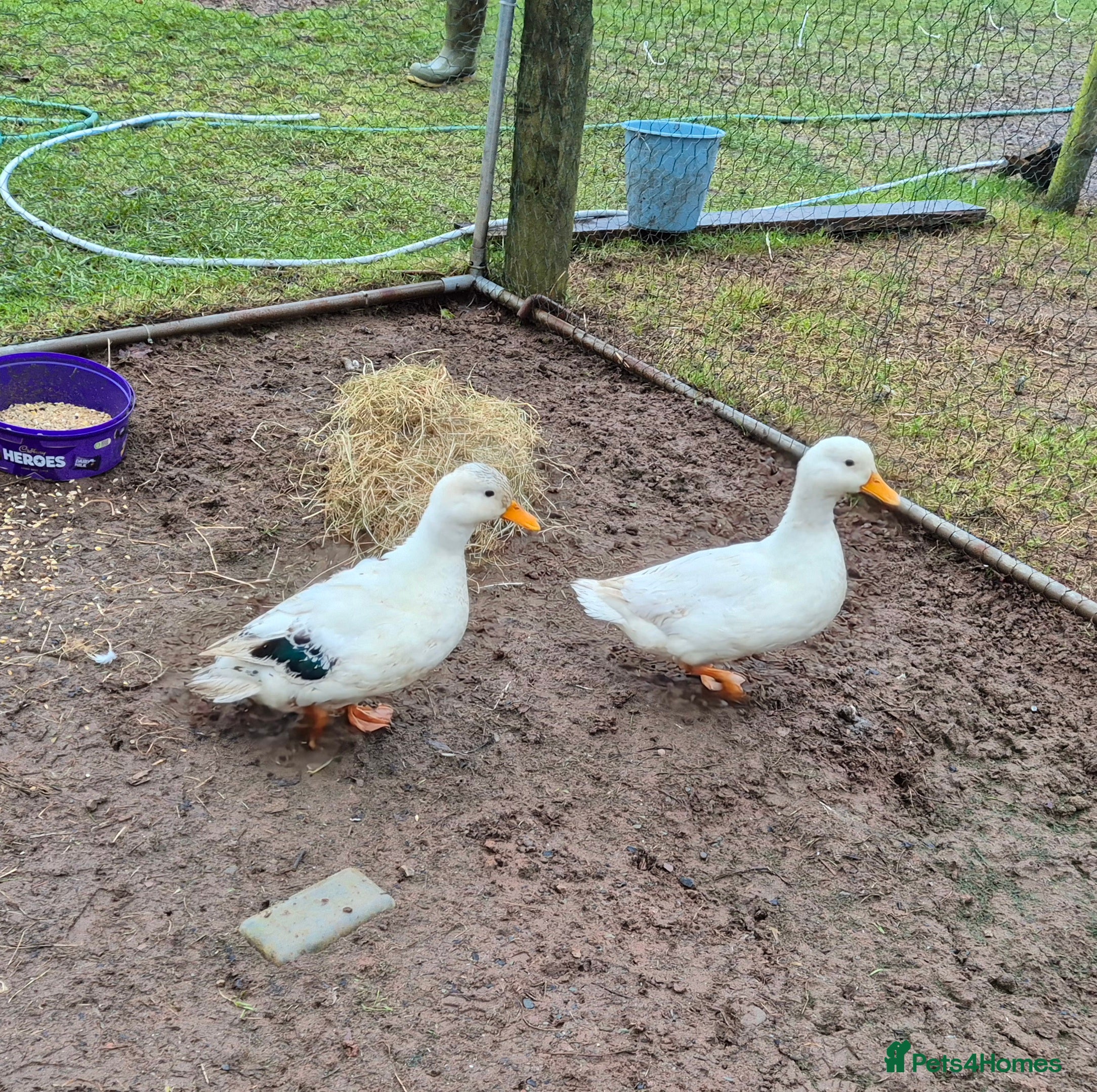 Ducks poultry 4 males call ducks, 2 female miniature Appleyards  - Advert 6