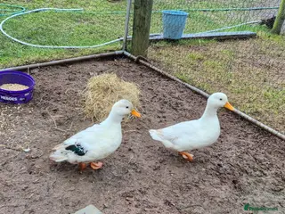 Ducks poultry 4 males call ducks, 2 female miniature Appleyards - Advert 12