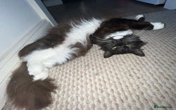 Ragdoll cats for sale: Ragdoll cross for loving home - Advert 1