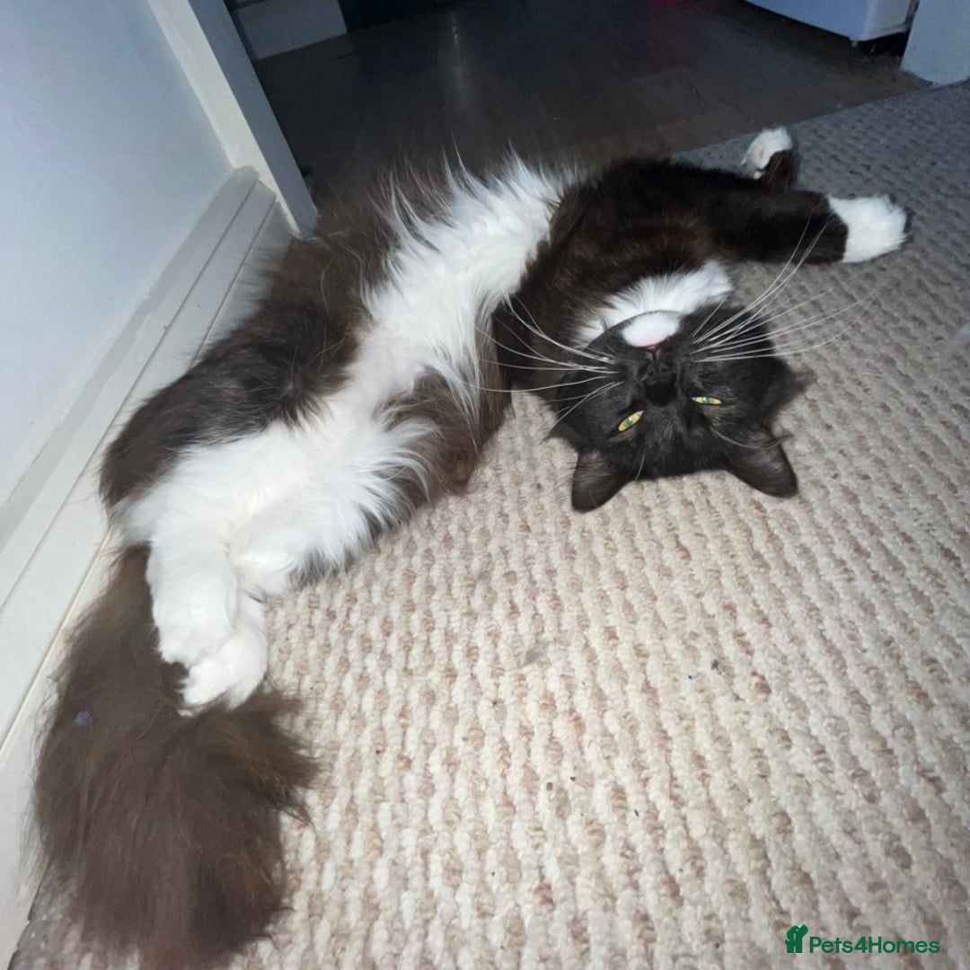 Ragdoll cats for sale: Ragdoll cross for loving home - Advert 1