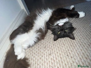 Ragdoll cats for sale: Ragdoll cross for loving home - Advert 1