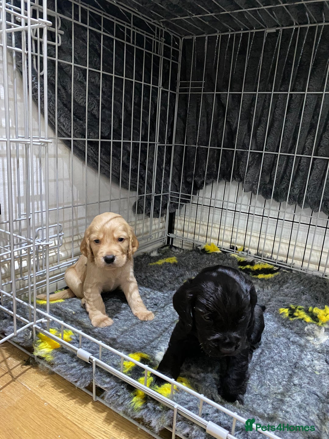 Cocker Spaniel dogs for sale: Superb Quality Royal KC Cocker Spaniel Puppies - Advert 3