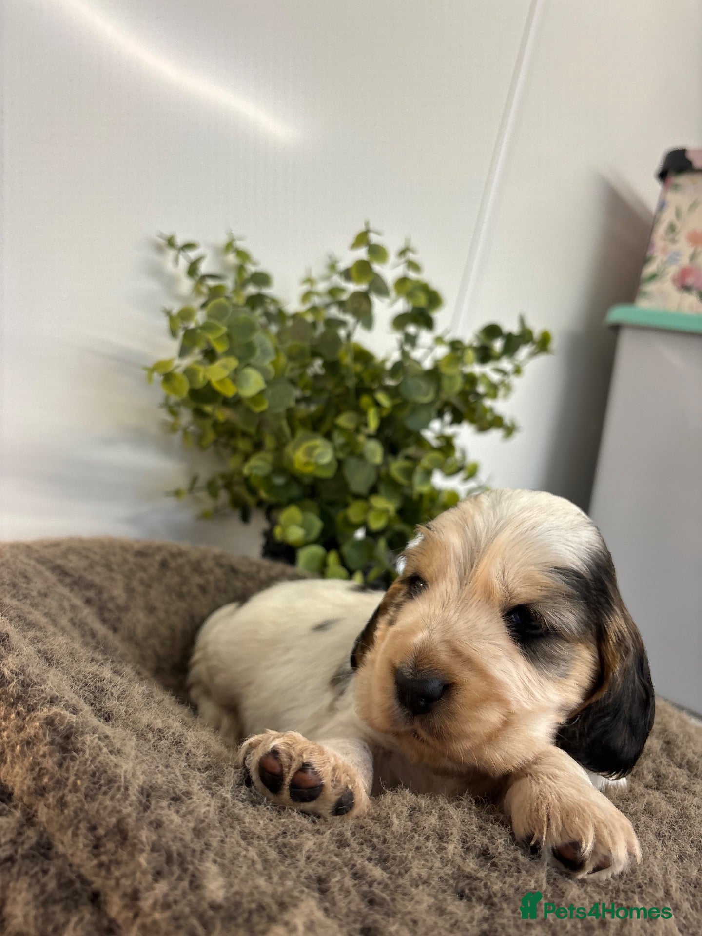 Cocker Spaniel dogs 🤎 KC show cocker spaniels 🤎 - Advert 2