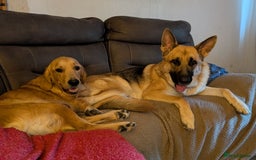 Mixed Breed dogs for sale: Golden Shepherd Puppies  - Image 29