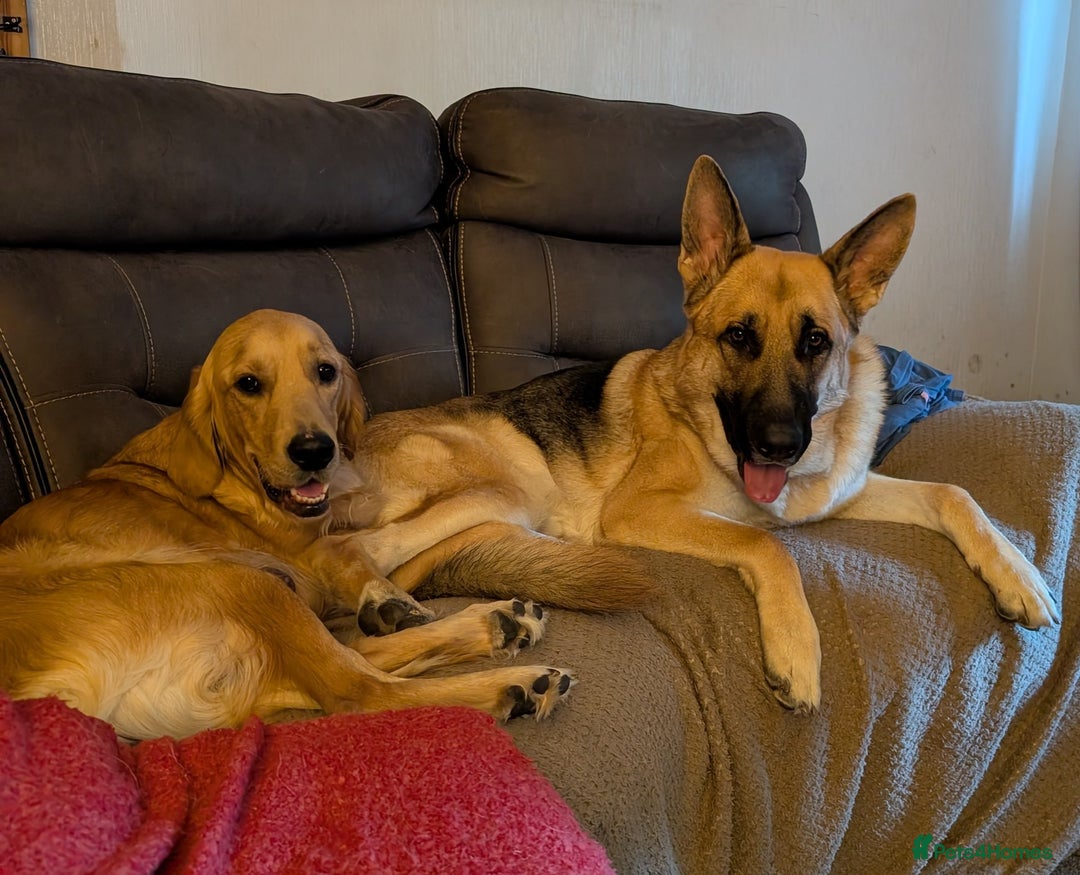 Mixed Breed dogs for sale: Golden Shepherd Puppies  - Image 29