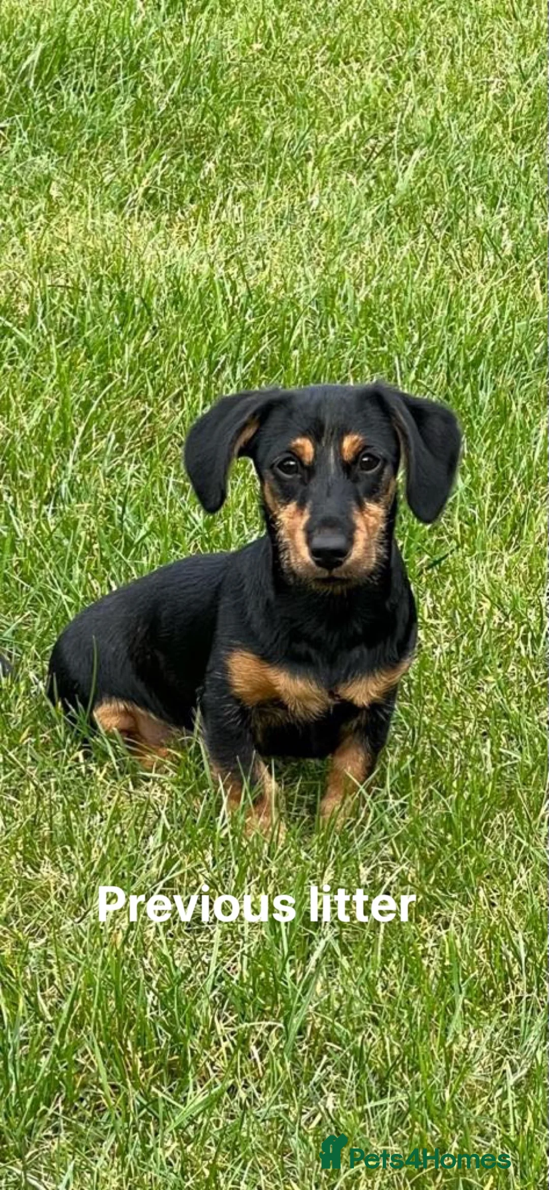 Norfolk Terrier dogs for stud: 3/4 Norfolk x 1/4 Jack Russell proven stud in Burton-on-Trent - Advert 22