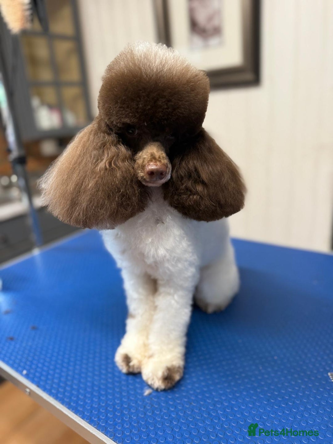 Toy Poodle dogs for stud: RICK JAMES choc parti toy poodle for stud  - Image 1