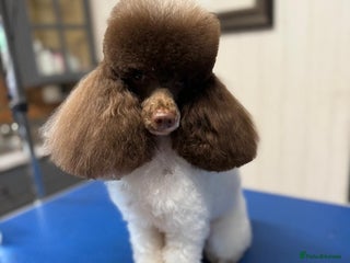 Toy Poodle dogs - Advert 5