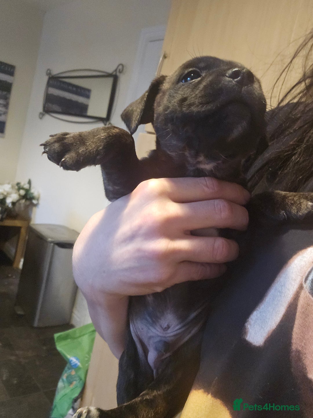 Mixed Breed dogs for sale: Staffy cross jacksui - Advert 8